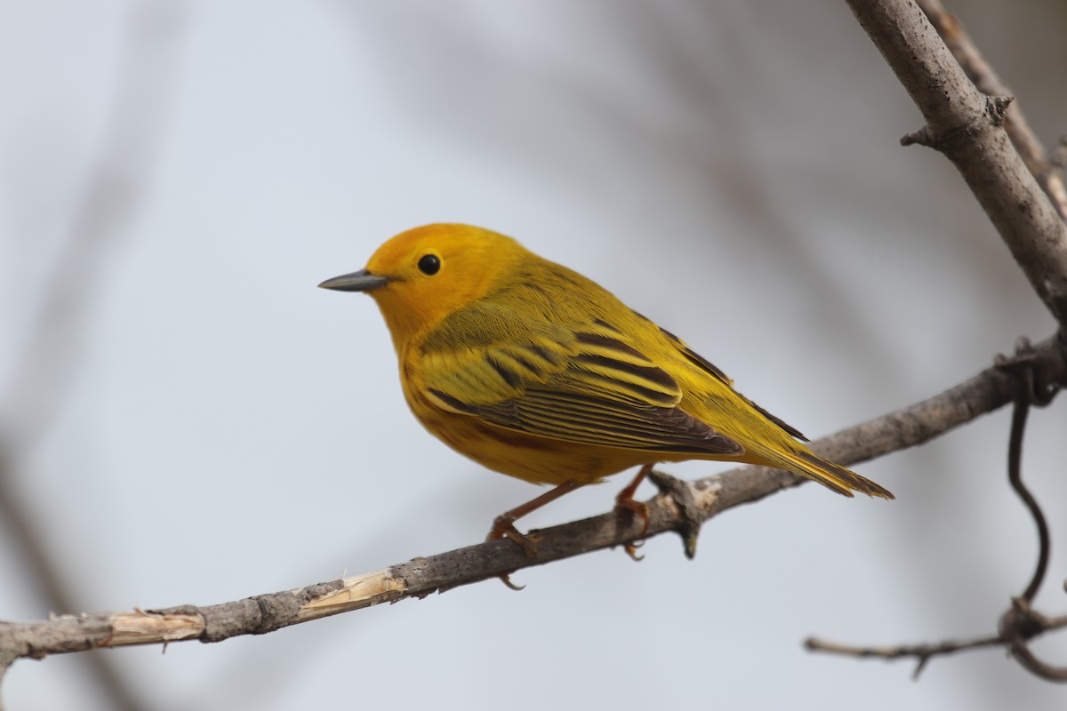 Yellow Warbler - Ben Harste