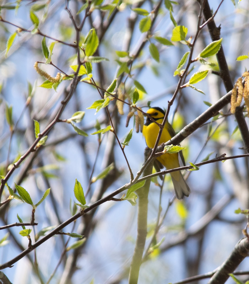 Hooded Warbler - ML336586001