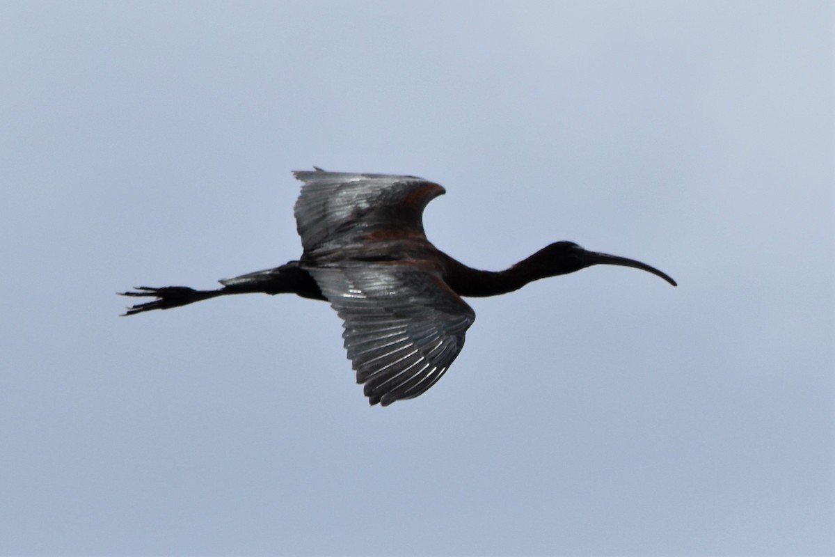 ibis hnědý - ML336586251