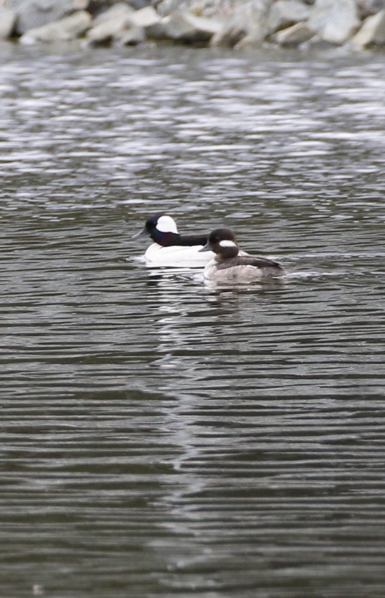 Bufflehead - Raymonde Paquin