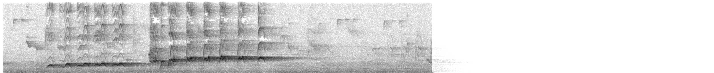 קואל אסייתי - ML336587941