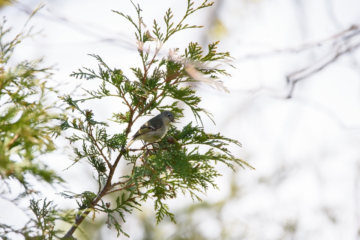 Ruby-crowned Kinglet - ML336589911