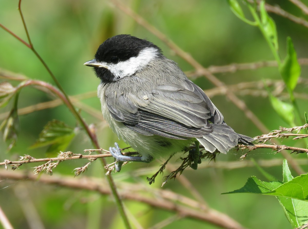 Carolina Chickadee - Elton Morel