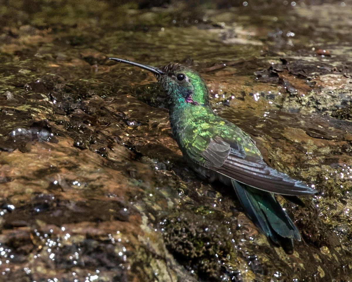 kolibřík ametystouchý - ML336590131