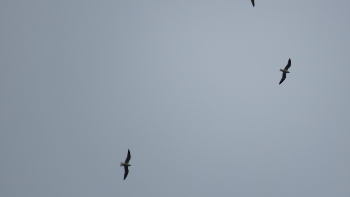 Laughing Gull - ML336590481