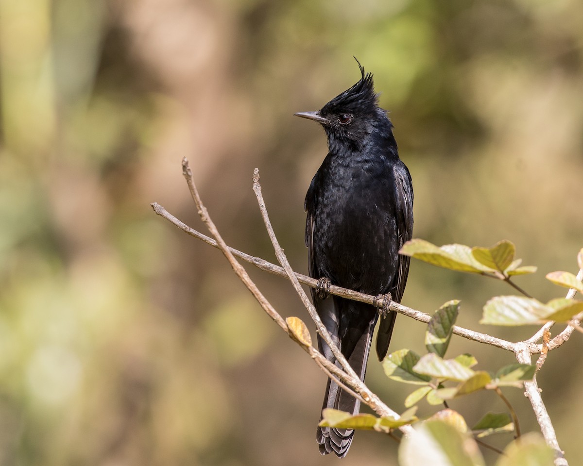 Crested Black-Tyrant - ML336590671