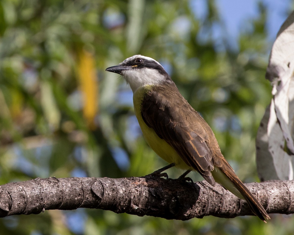 Great Kiskadee - ML336590801