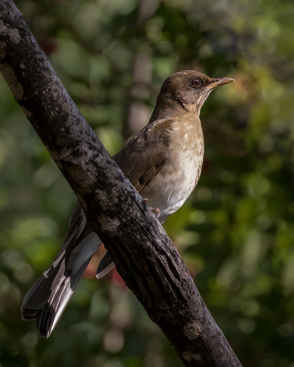 Pale-breasted Thrush - Lívia Queiroz