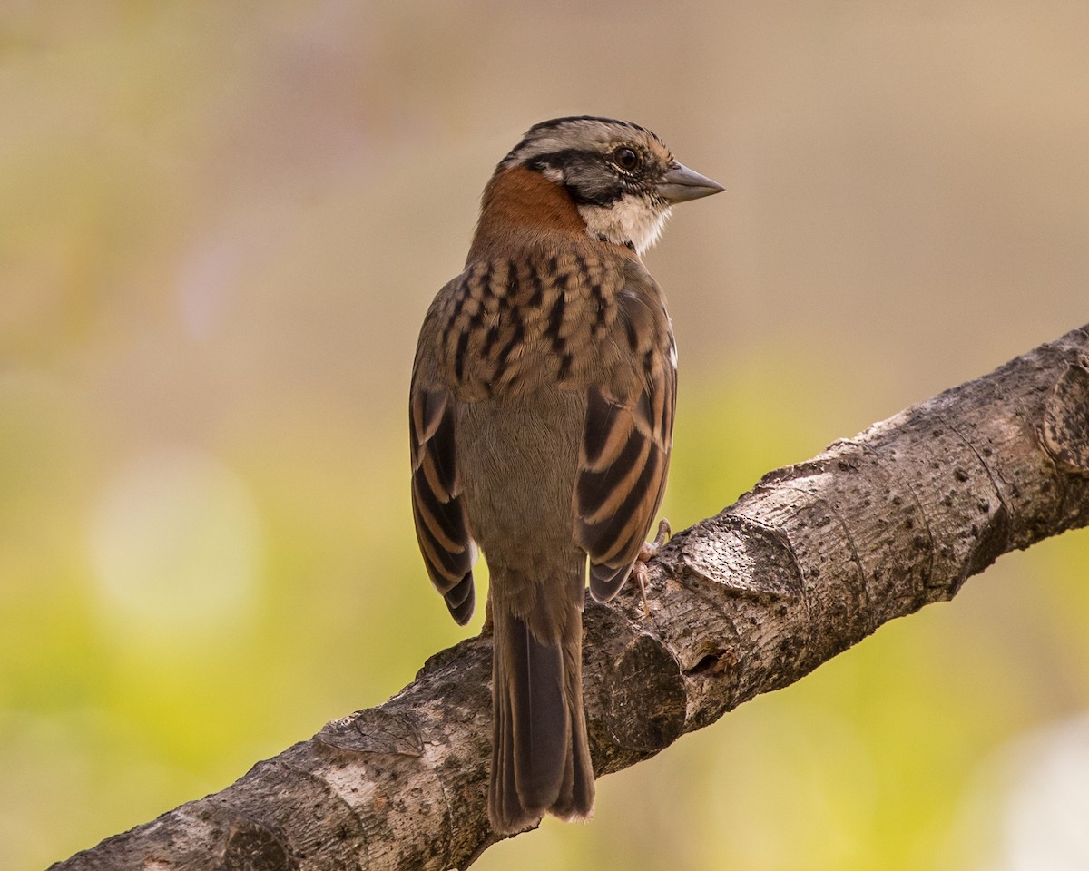 Rufous-collared Sparrow - Lívia Queiroz