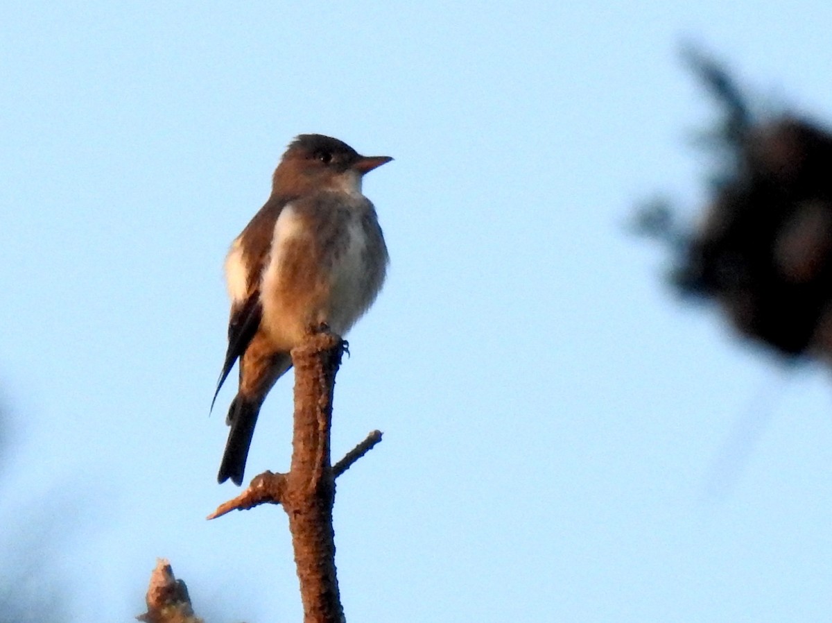 Olive-sided Flycatcher - ML336591661