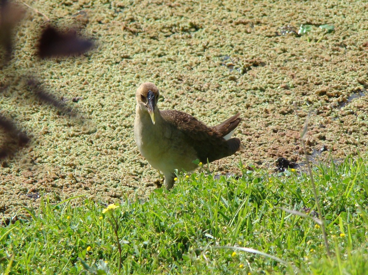 Plumbeous Rail - ML336591951