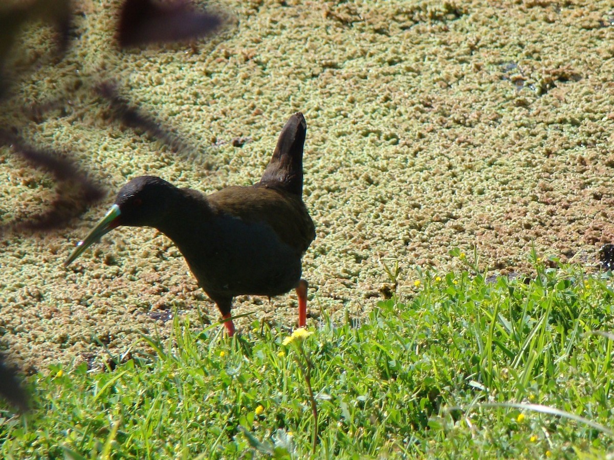 Plumbeous Rail - ML336591961