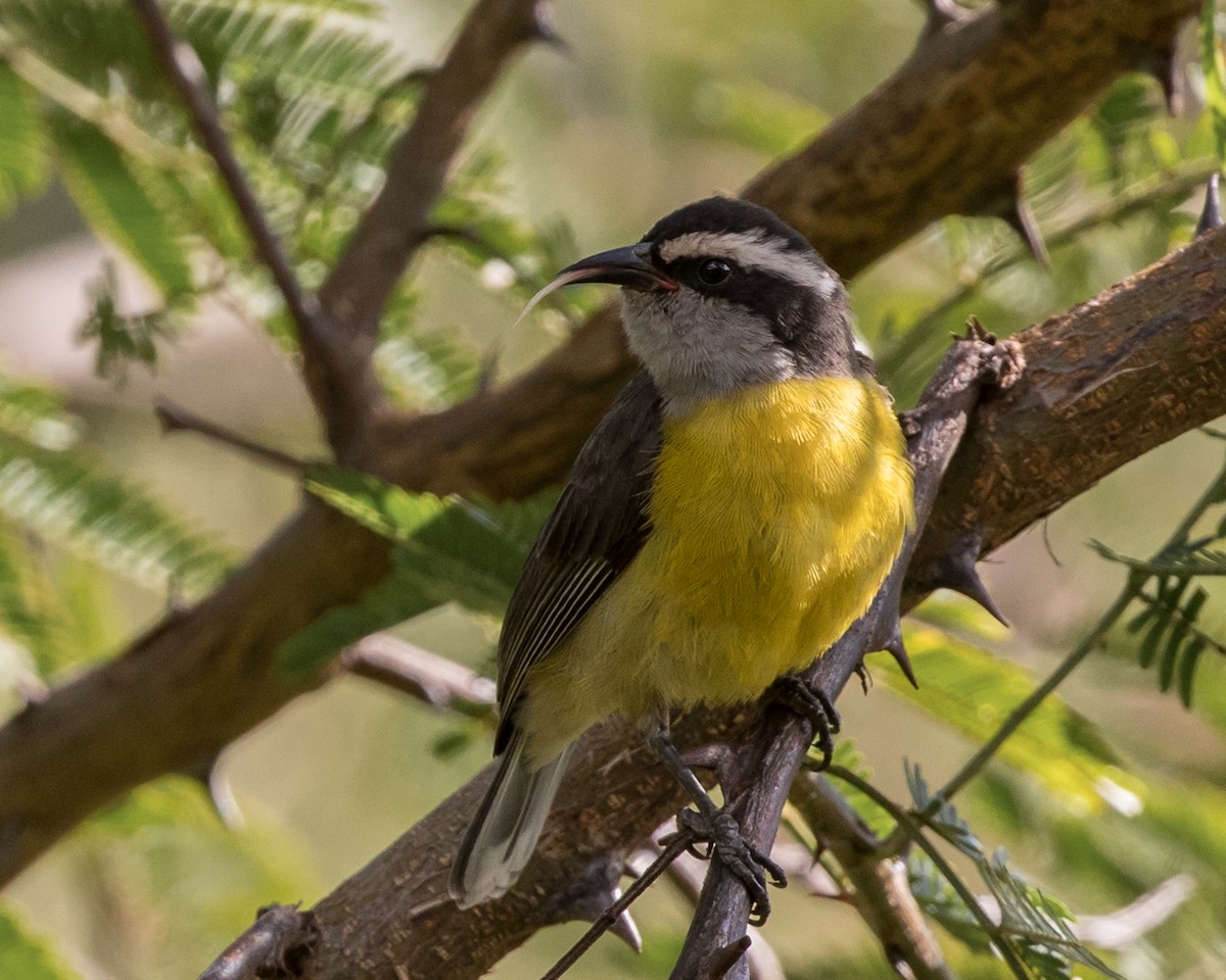 Bananaquit - Lívia Queiroz