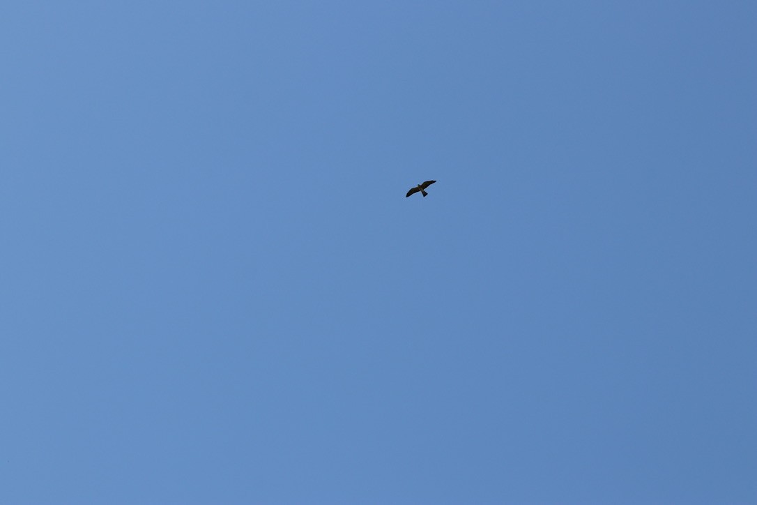 Mississippi Kite - ML336592131