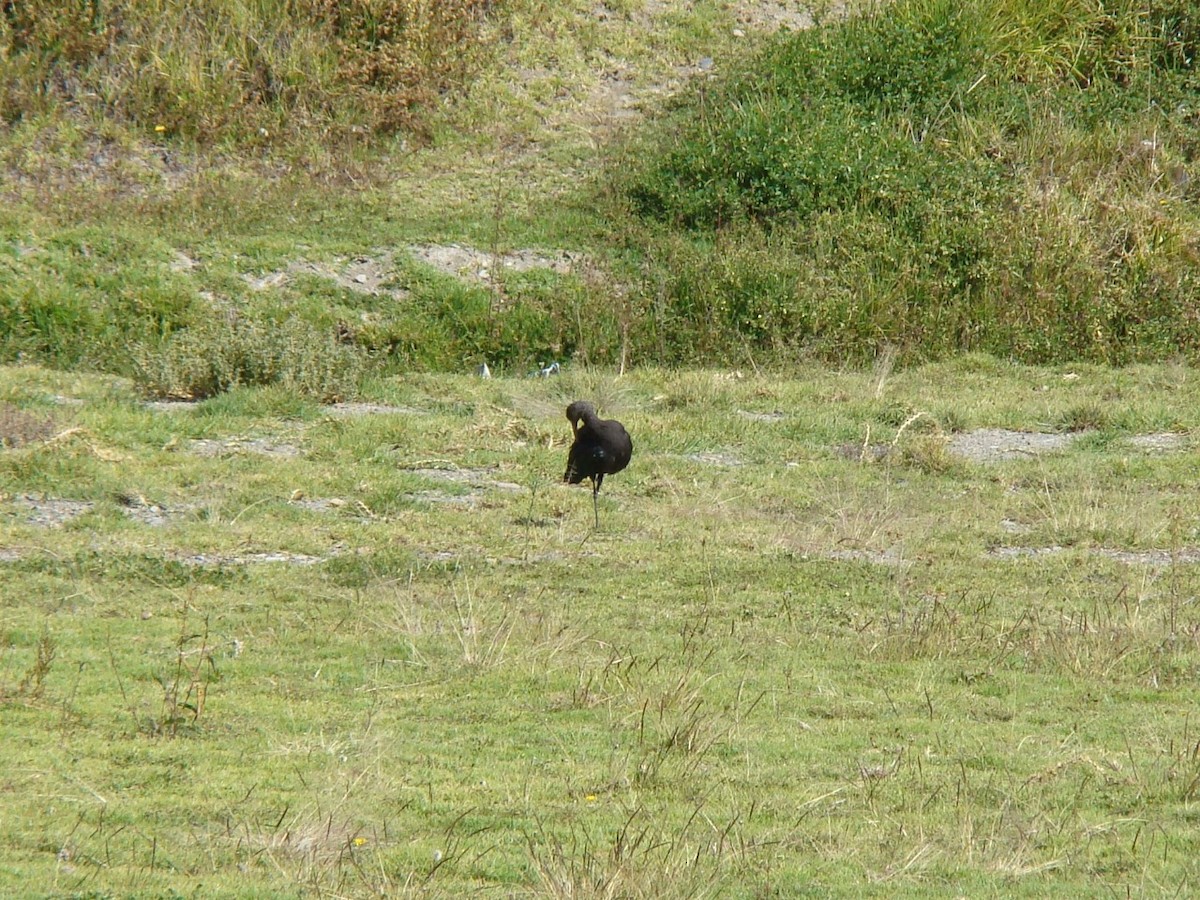 Puna Ibis - ML336592191