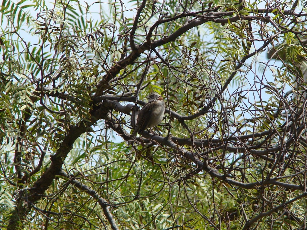 Rufous-collared Sparrow - ML336592341