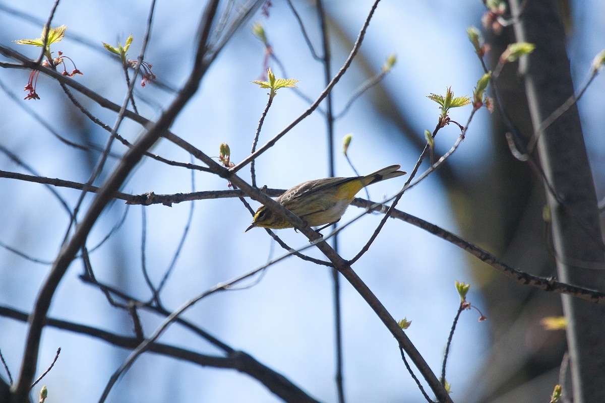 Palm Warbler - ML336593211