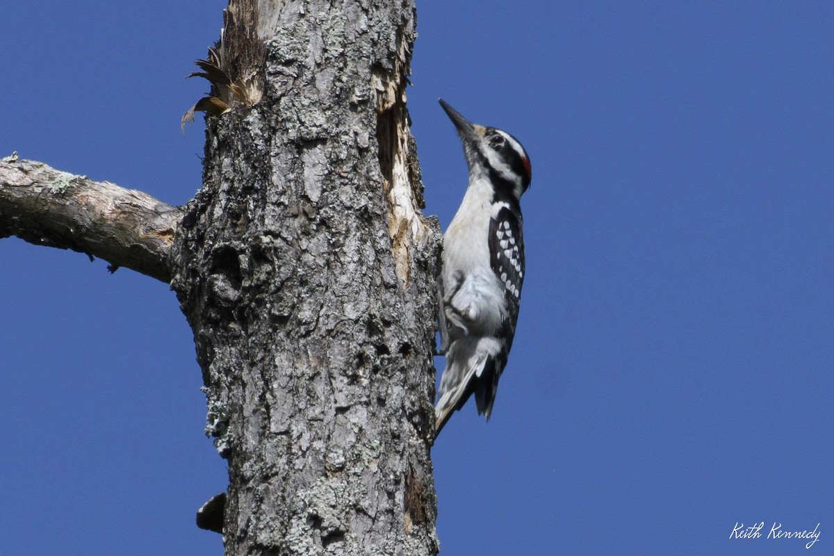 Hairy Woodpecker - ML336593341