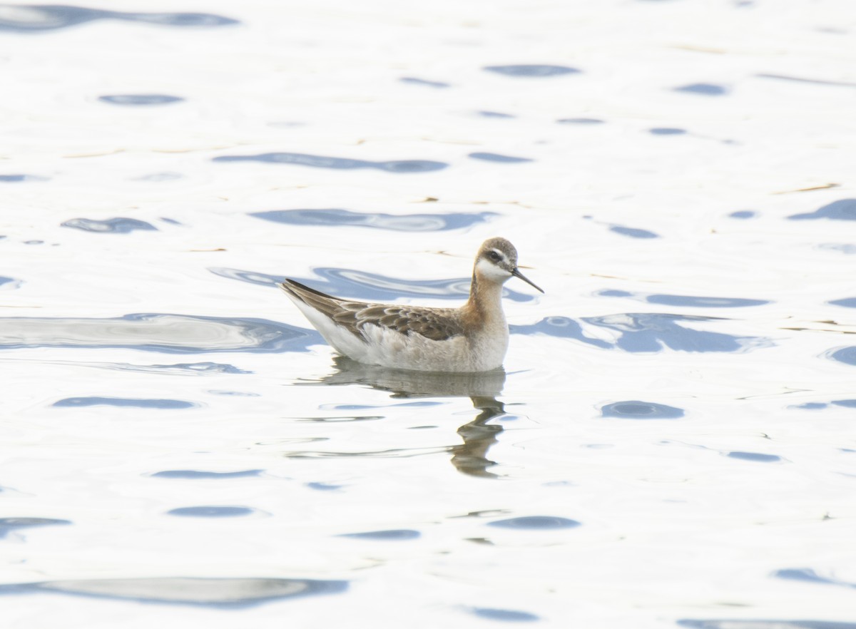 lyskonoh dlouhozobý - ML336593631