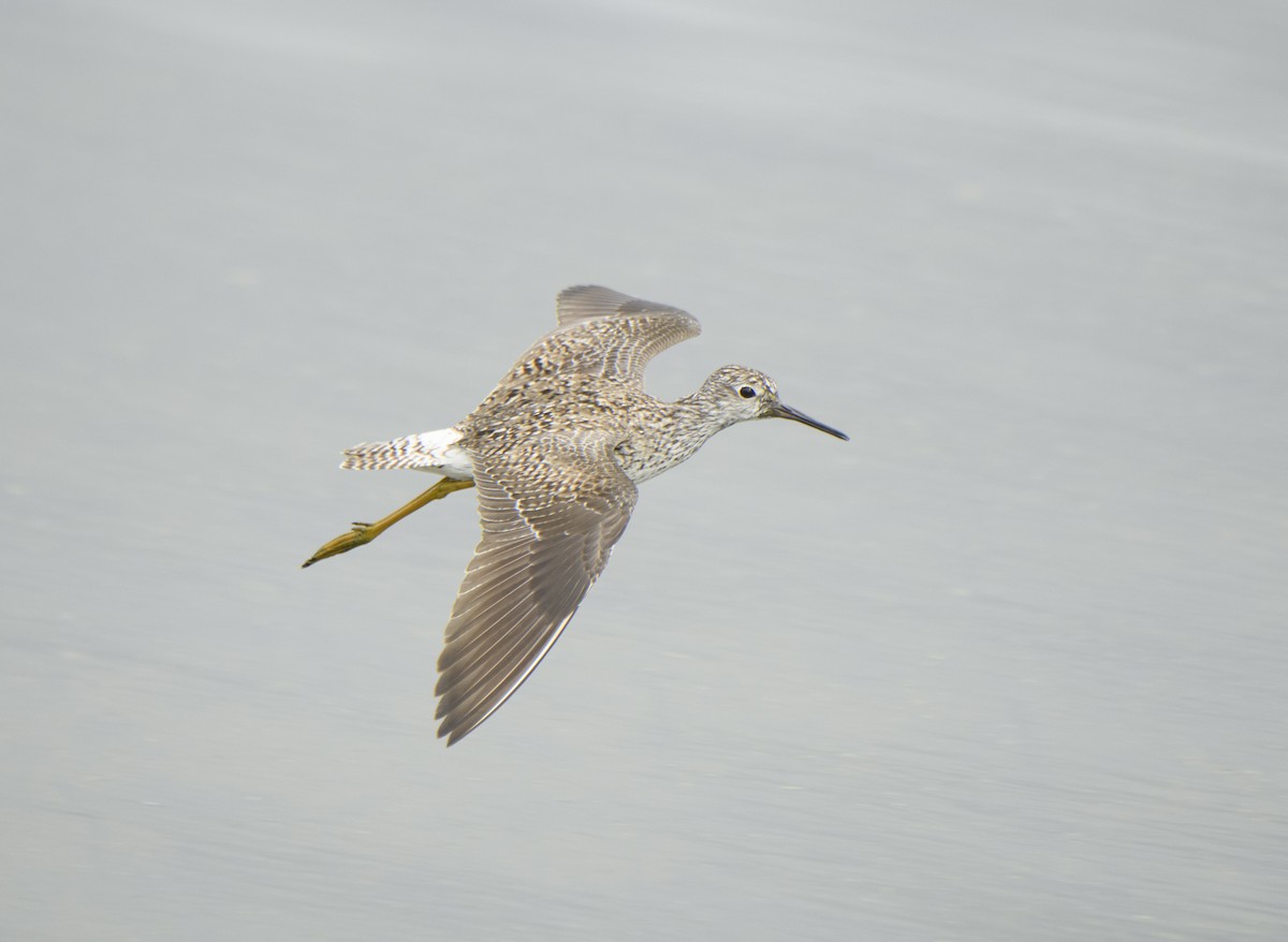 vodouš žlutonohý - ML336594141