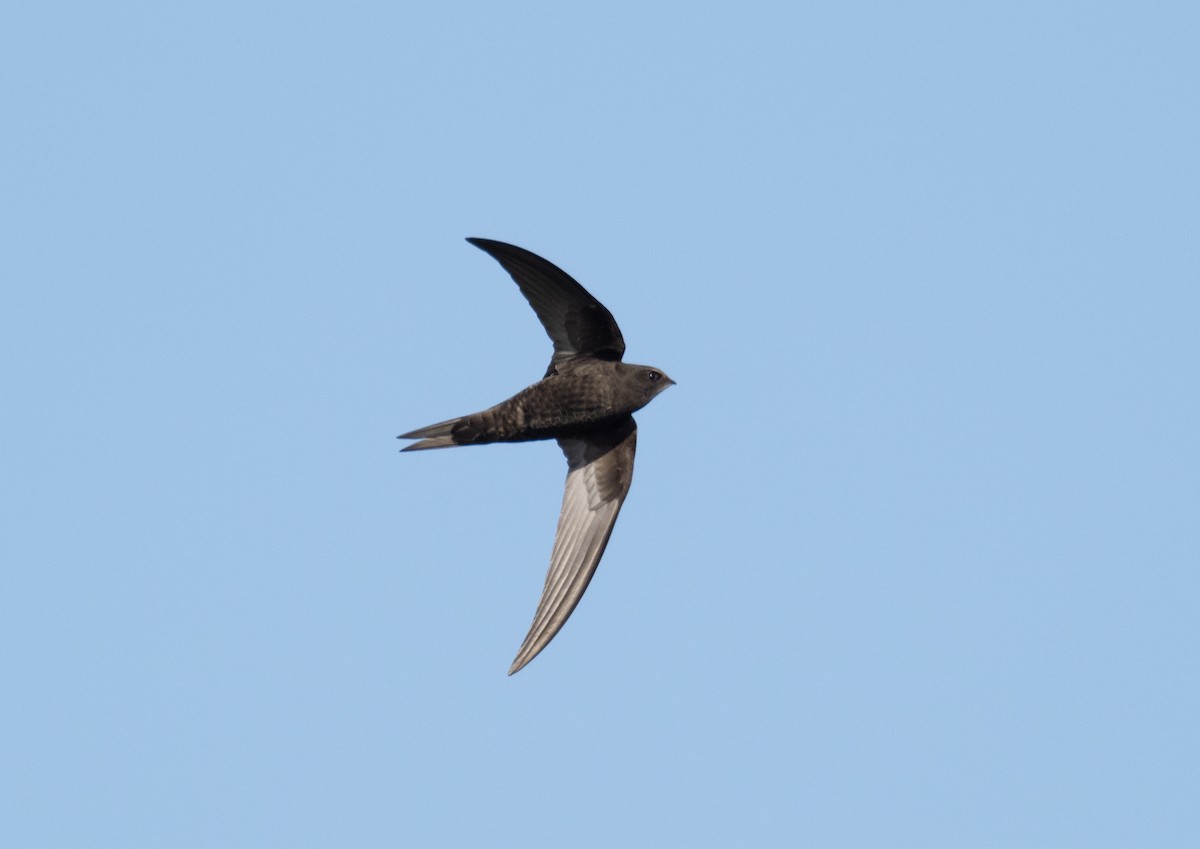 Common Swift - ML336594391