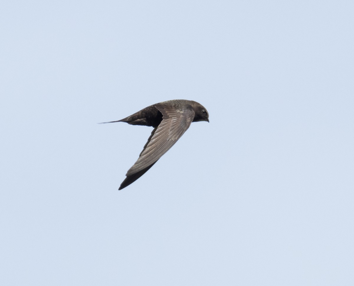 Common Swift - Simon Colenutt