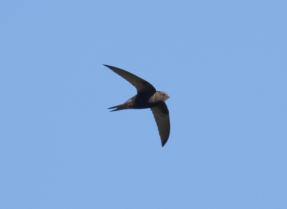 Common Swift - ML336594431