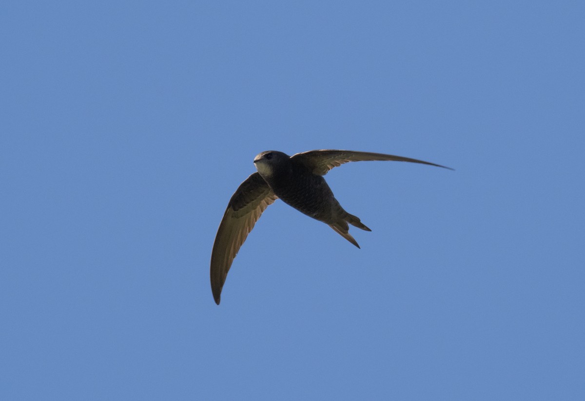 Common Swift - ML336594451