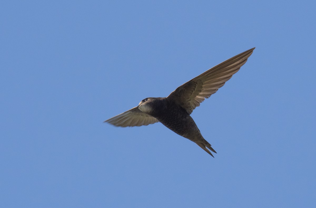 Common Swift - ML336594461