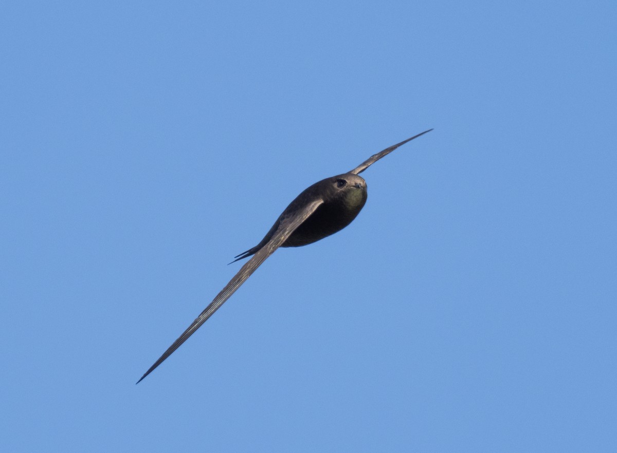 Common Swift - ML336594481