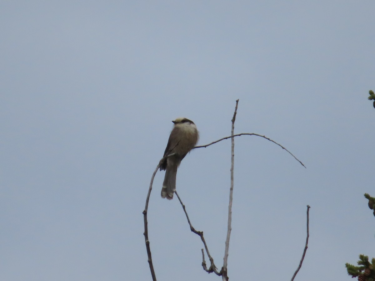 Canada Jay - ML336595971