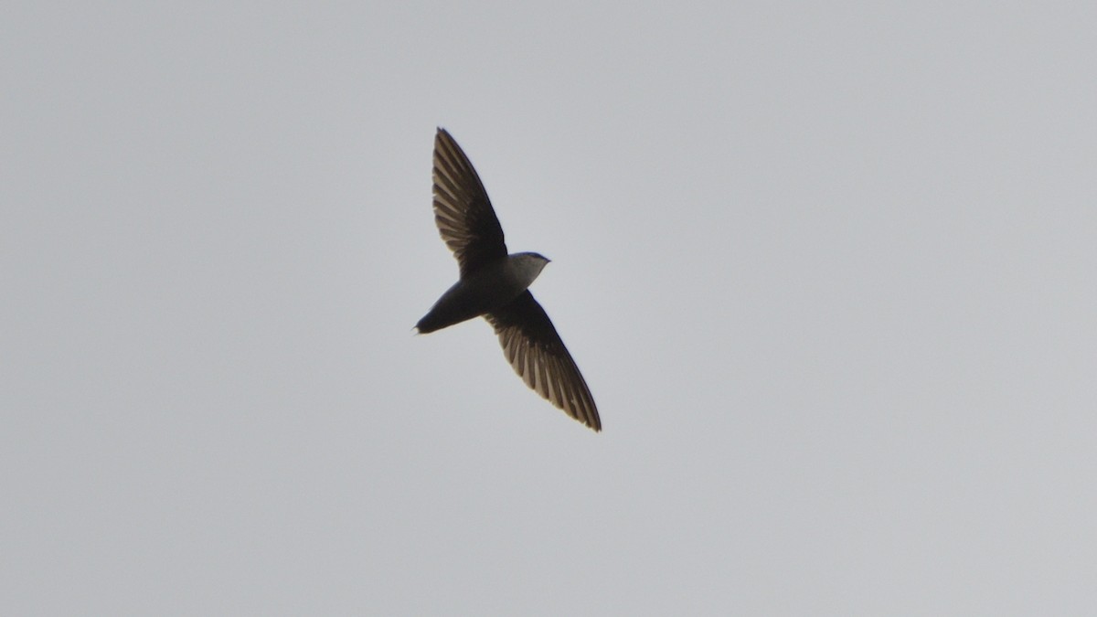 Chimney Swift - Robert Howard