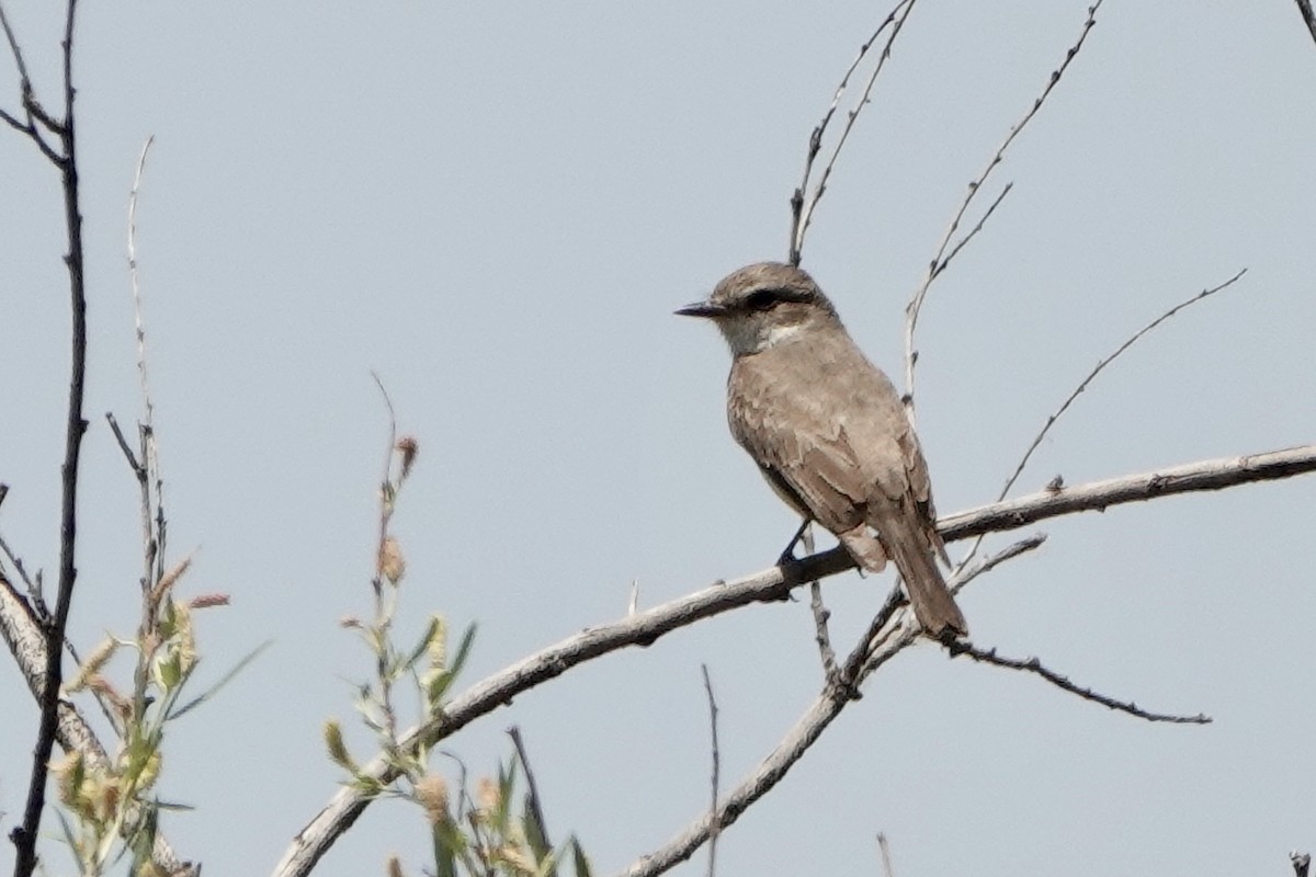 Vermilion Flycatcher - ML336597721