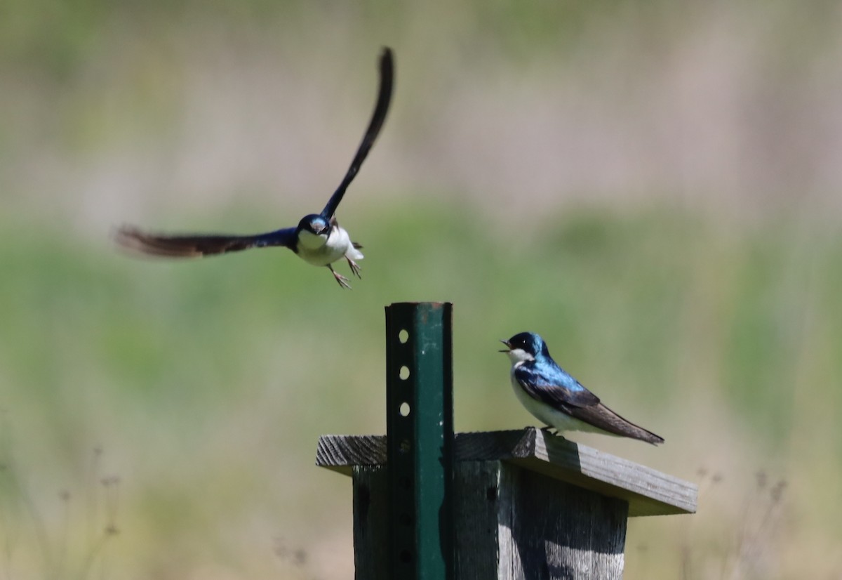 Tree Swallow - ML336597801