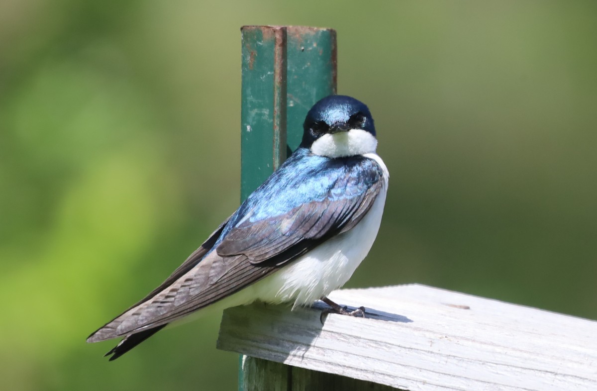 Tree Swallow - ML336597841