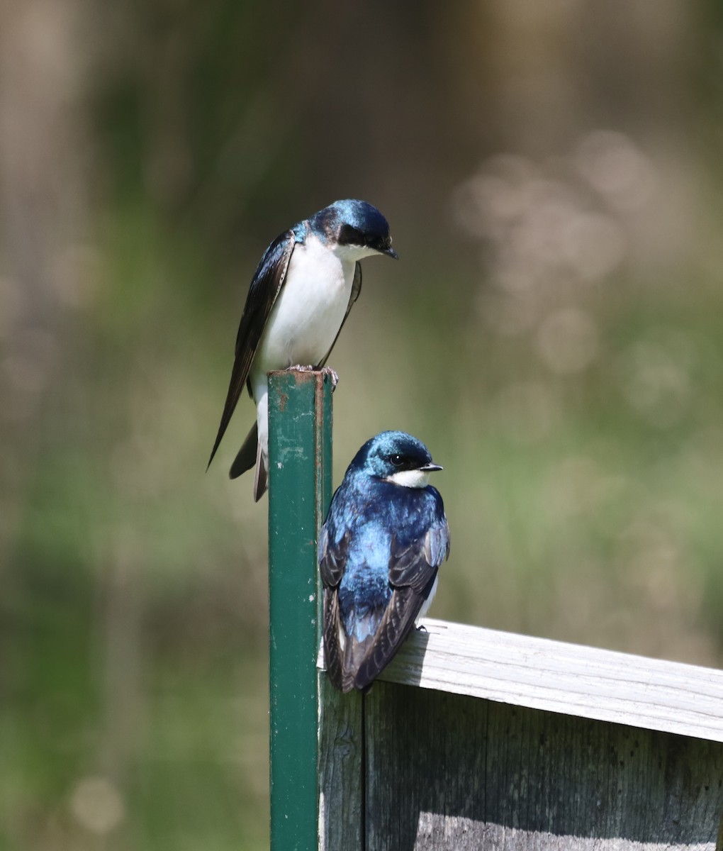 Tree Swallow - Parsley Sternhagen