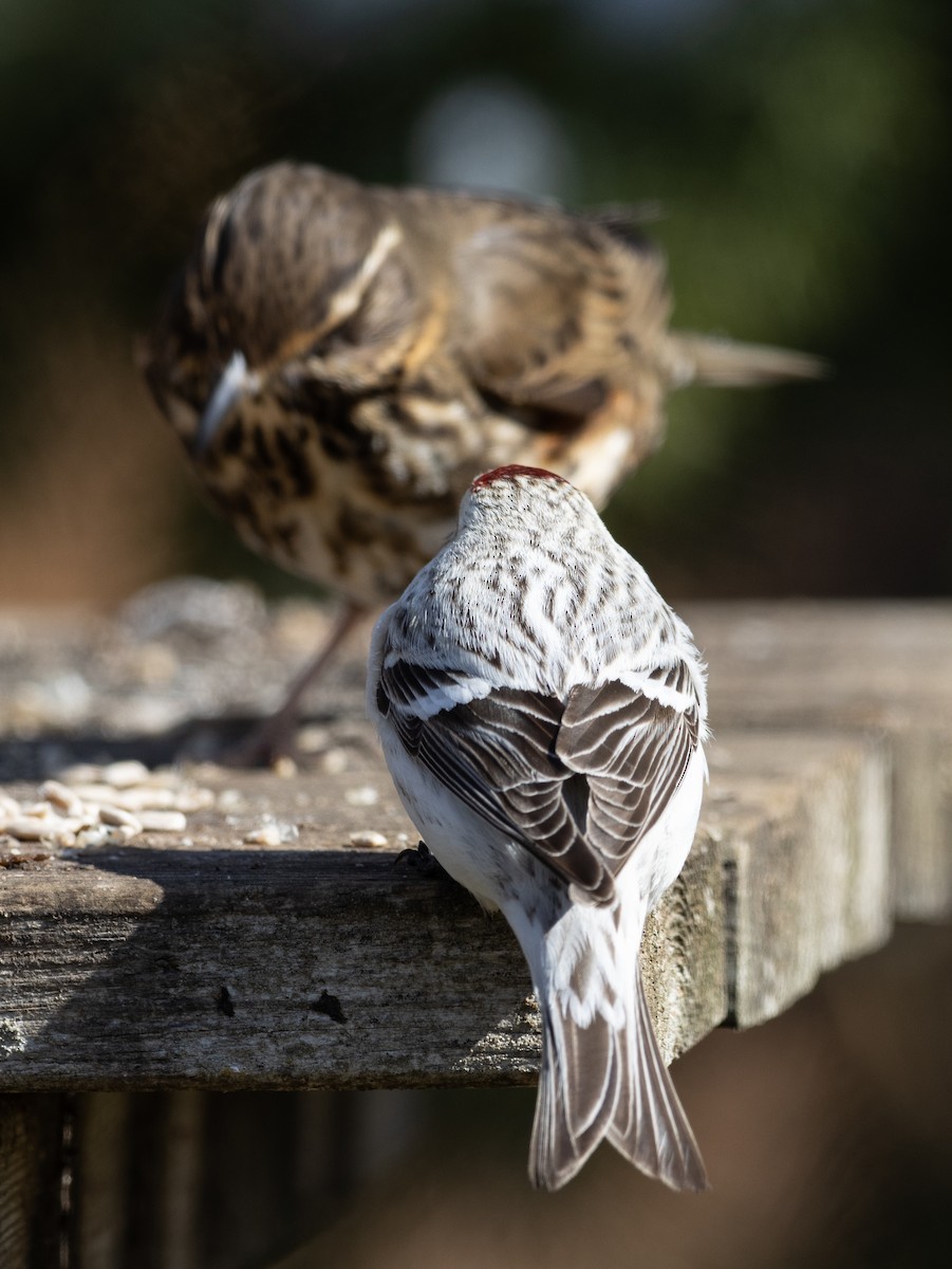 Hoary Redpoll (hornemanni) - ML336597971