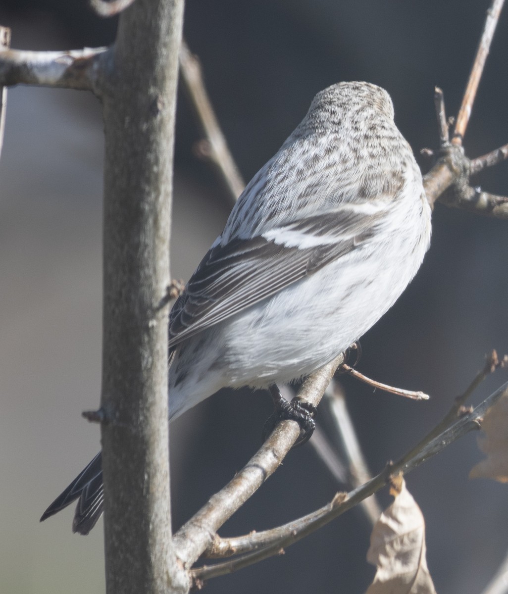 Hoary Redpoll (hornemanni) - ML336597991