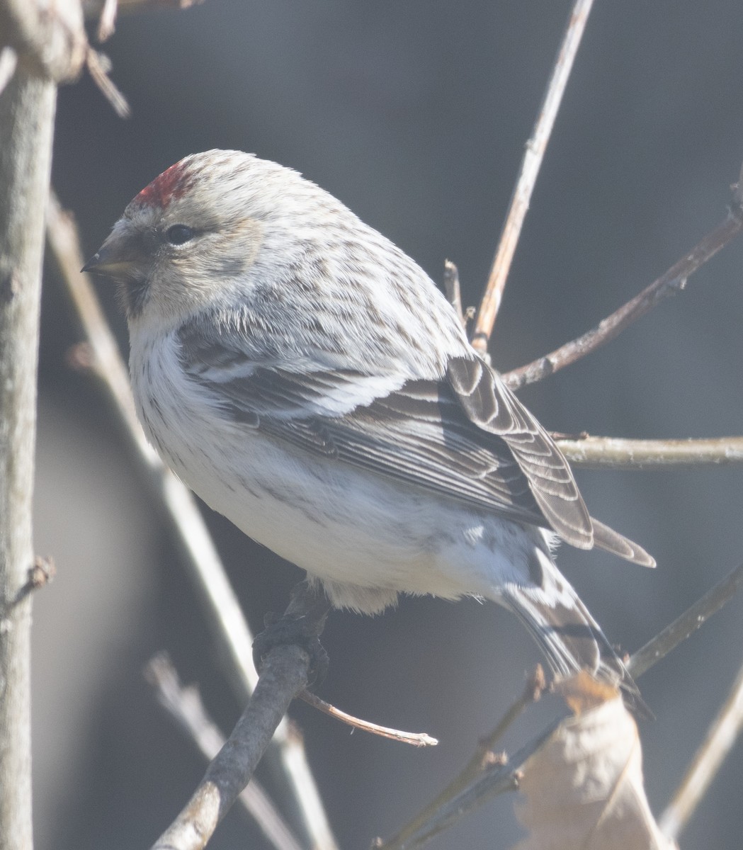 Hoary Redpoll (hornemanni) - ML336598001