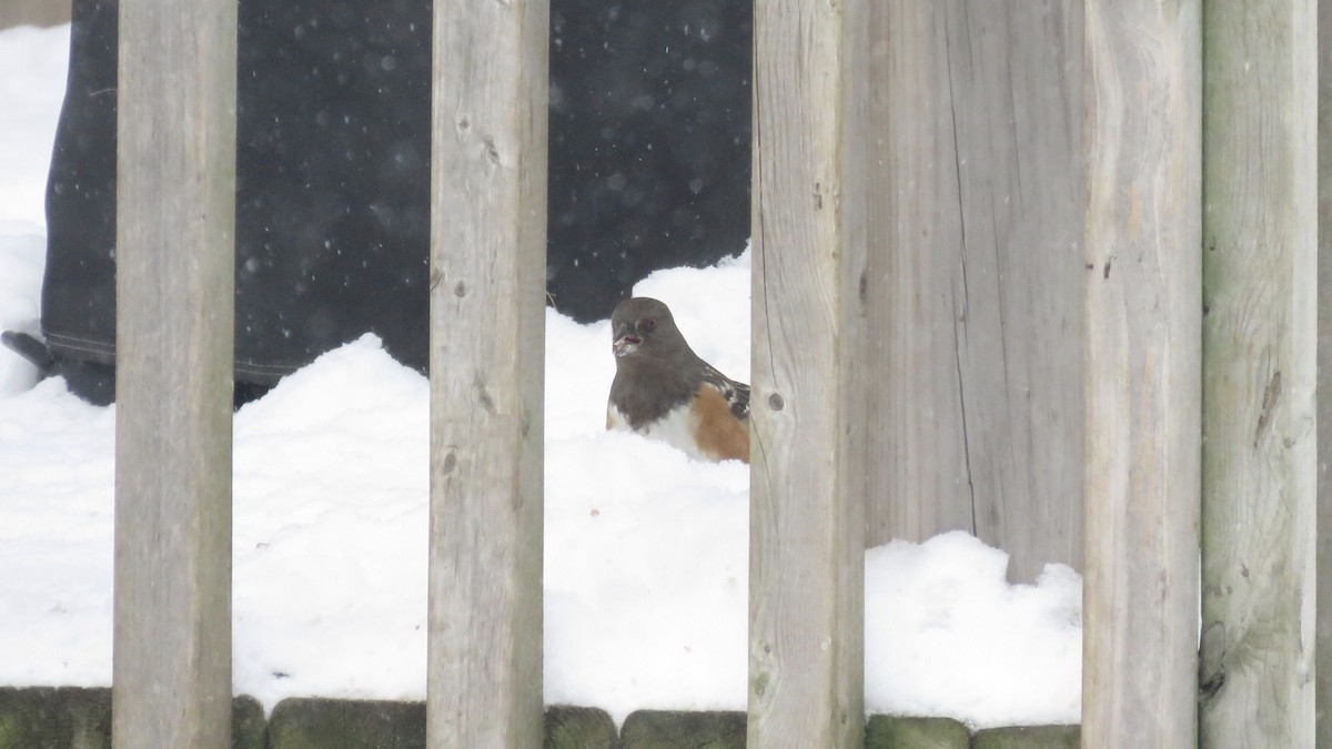 Spotted Towhee - ML336598091