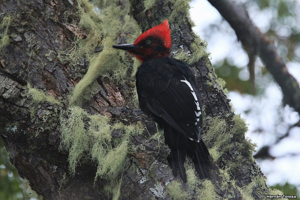 Magellanic Woodpecker - Hernán Tolosa