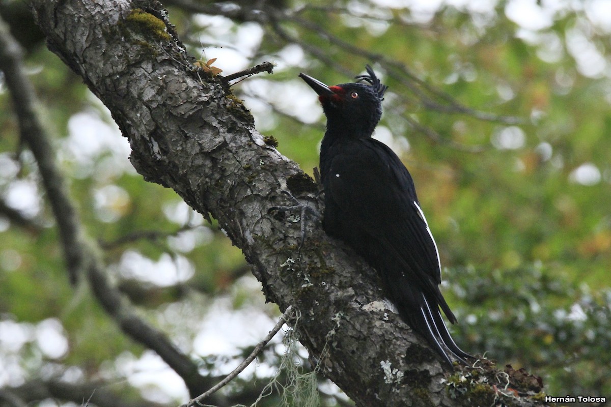 Magellanic Woodpecker - Hernán Tolosa