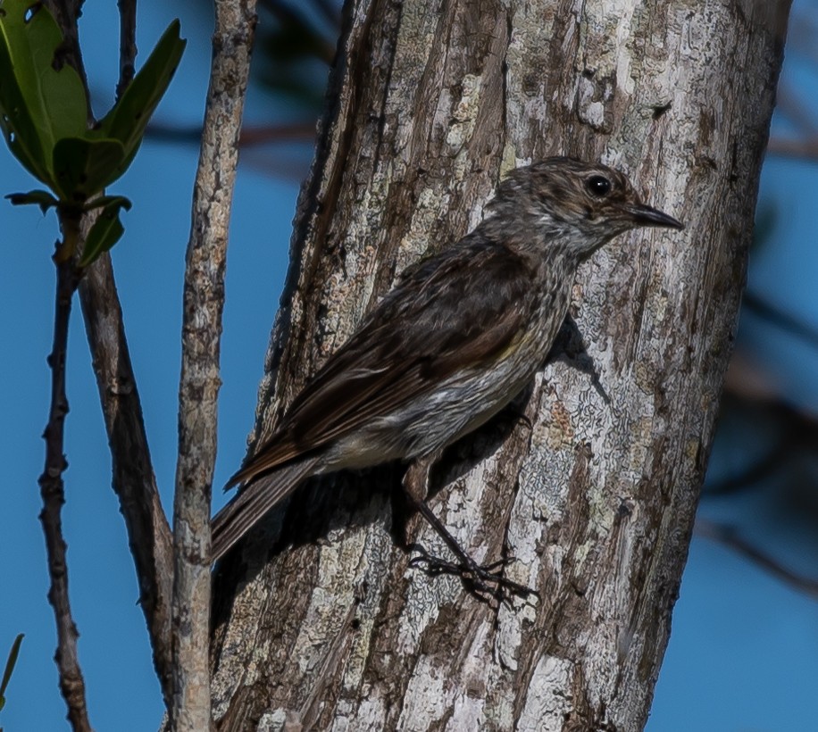 Yellow-rumped Warbler - ML336602491