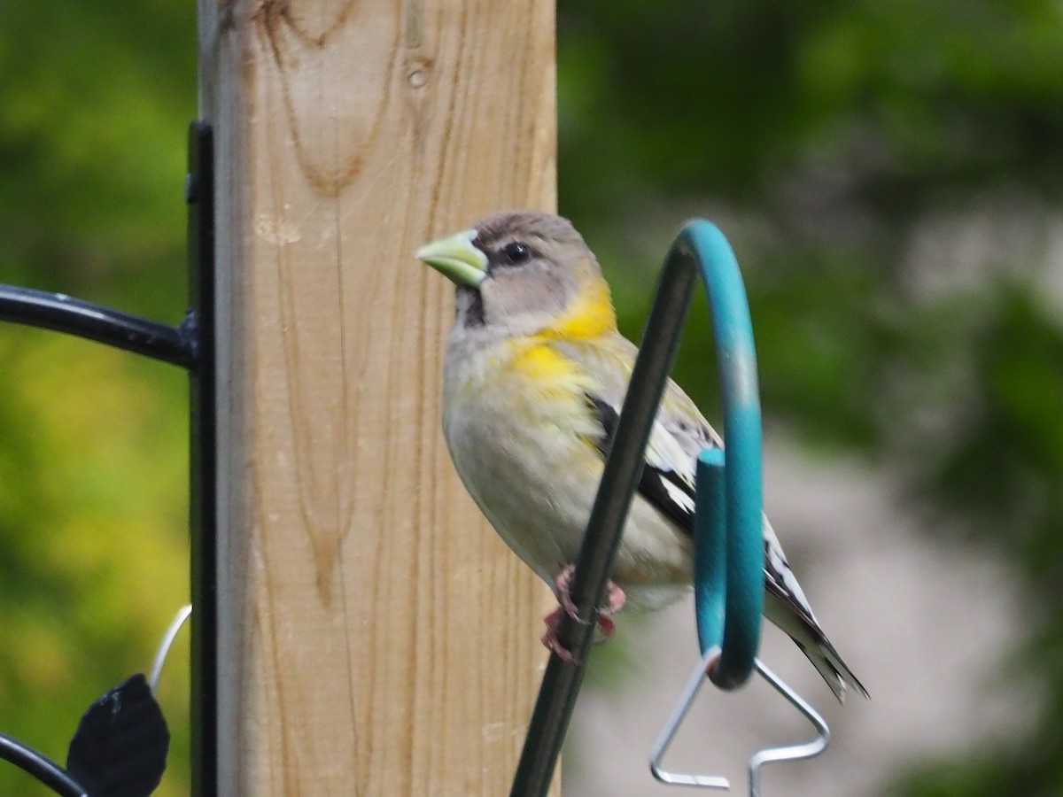 Evening Grosbeak - ML336602631