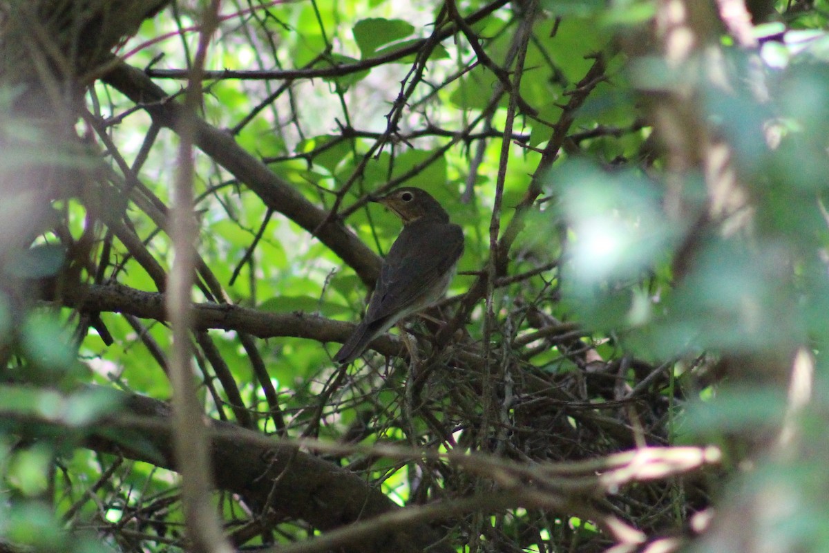 Swainson's Thrush - ML336604521