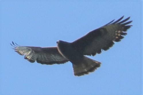 Short-tailed Hawk - ML336606181