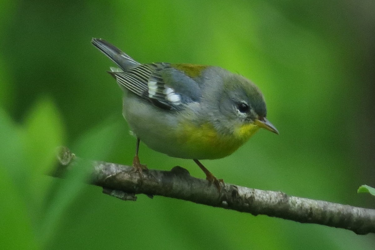 Northern Parula - ML336607241