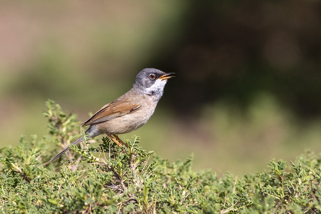 Curruca Tomillera - ML336607391