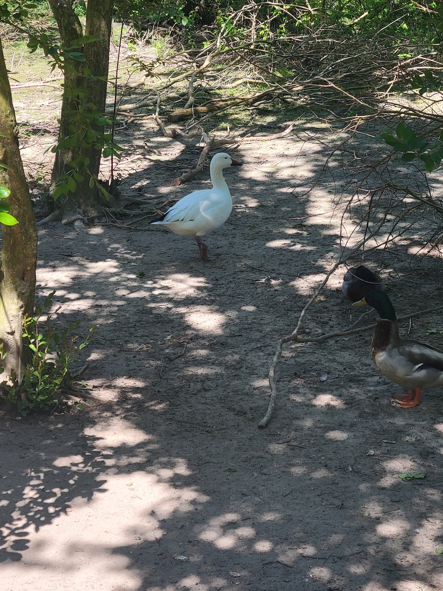 Snow Goose - ML336607911