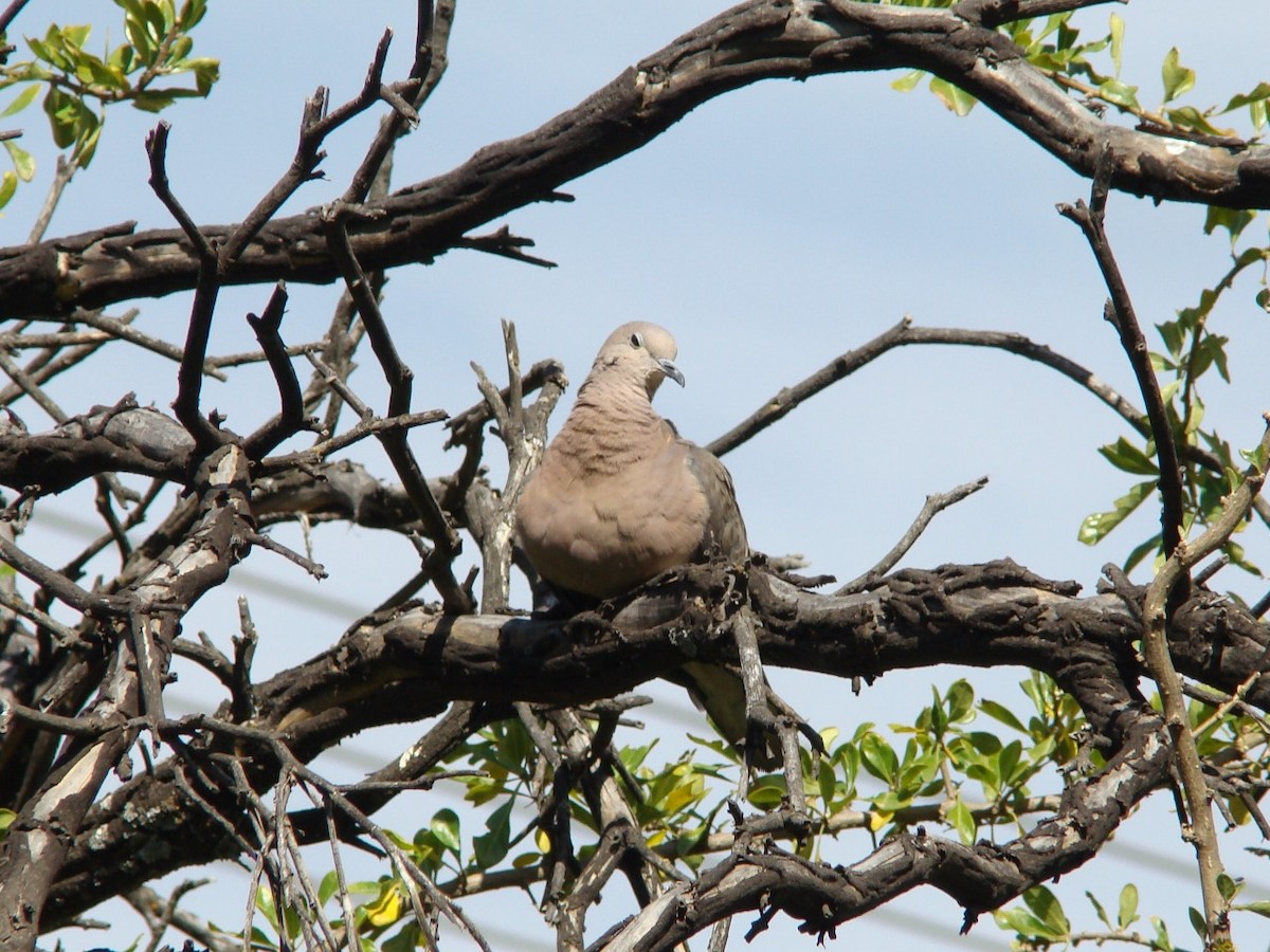 Eared Dove - ML336609281